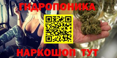 гидра Будённовск